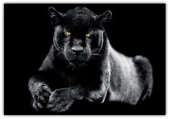 Black Panter