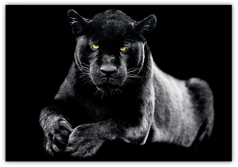 Black Panter