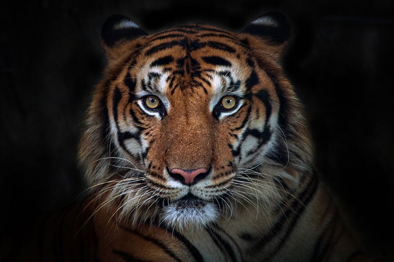 Sumatran Tiger Porträtt - Bild 3