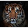 Sumatran Tiger Porträtt