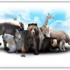 ZOO Kompisar