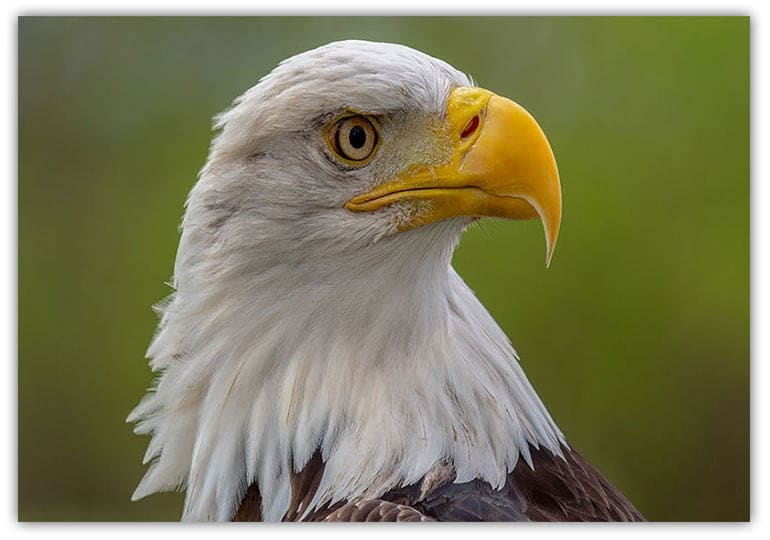 Djur Poster The Eagle
