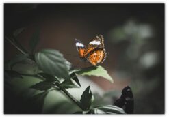 Poster Butterfly