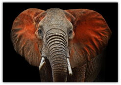Elefant profil