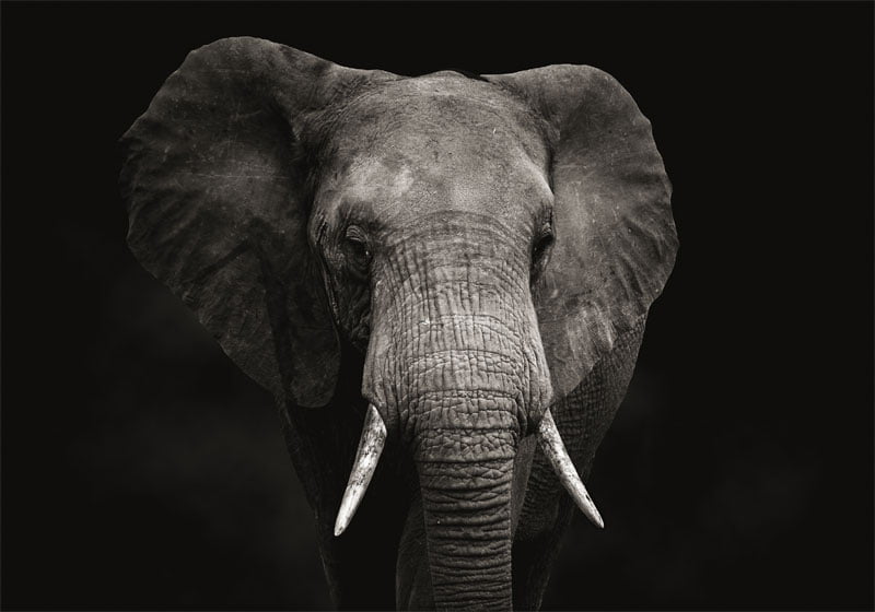 Elefant med svart bakgrund - Bild 3
