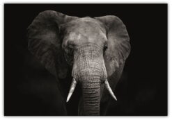 Elefant med svart bakgrund