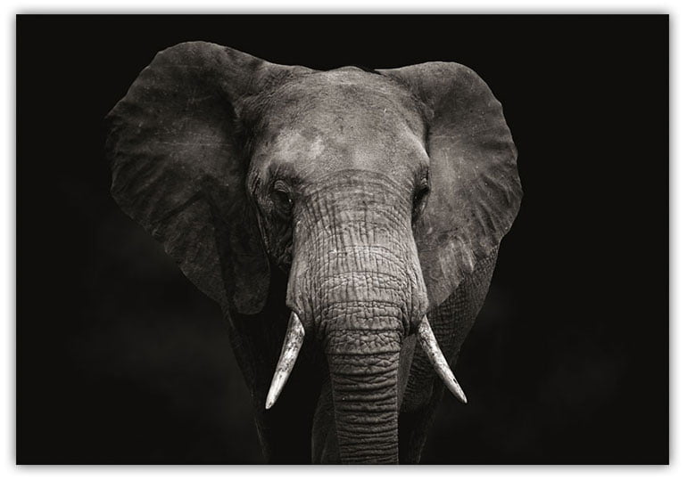 Elefant med svart bakgrund