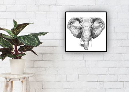 Elefant Svart & Vitt - Bild 2
