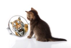 Alternative view of Tiger i Spegeln