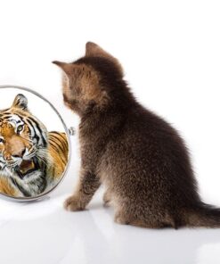 Alternative view of Tiger i Spegeln