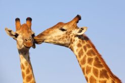 Alternative view of Giraff puss