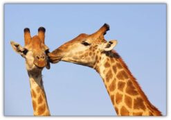 Giraff puss