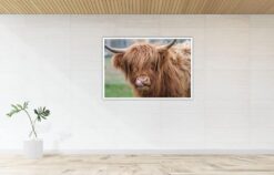 Alternative view of Highland Cattle