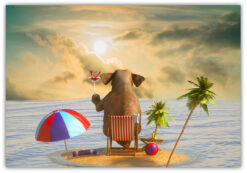 Elefant semester