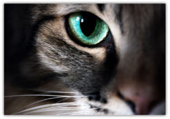Katt öga