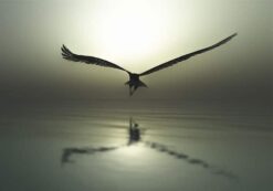 Eagle Flying - Bild 3