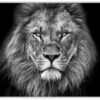 Poster The King