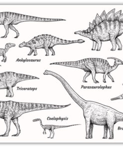 Dinosaurier collections