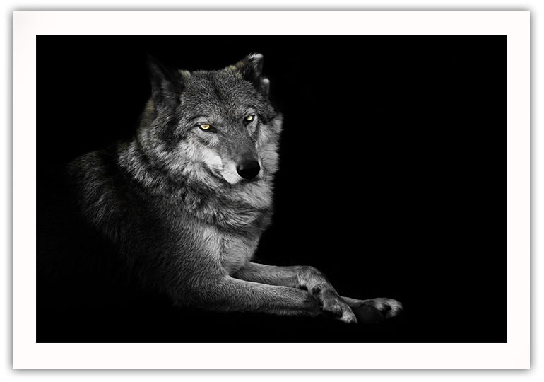 The Wolf poster - Bild 2