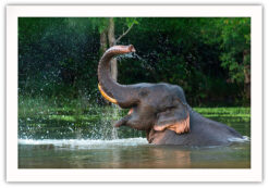 Alternative view of Elefant i badet poster