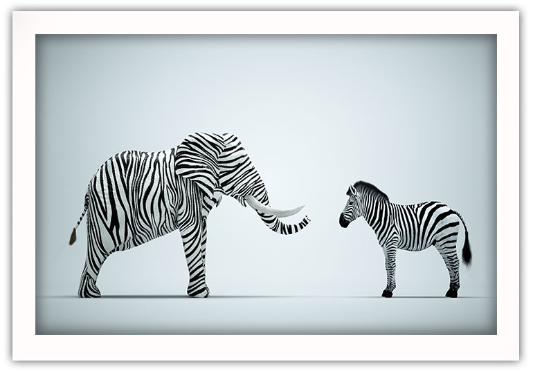 Elefant Zebra Poster - Bild 2