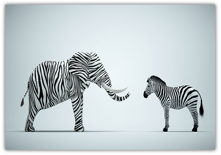 Elefant Zebra Poster