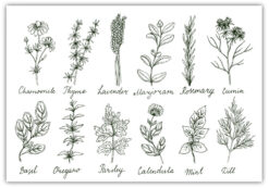 Herbs and Spices set Poster
