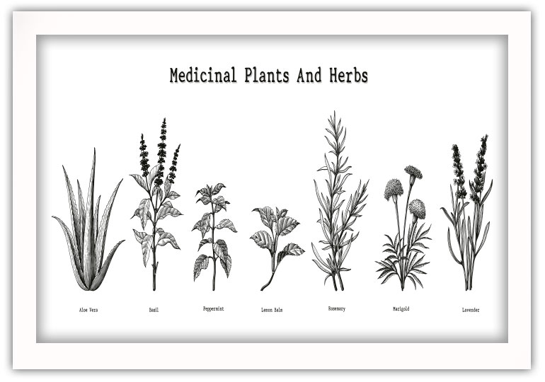 MEDICIAL PLANTS and HERBS Poster - Bild 2