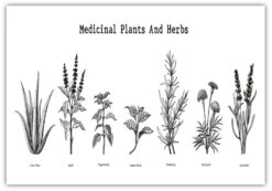 MEDICIAL PLANTS and HERBS  Poster