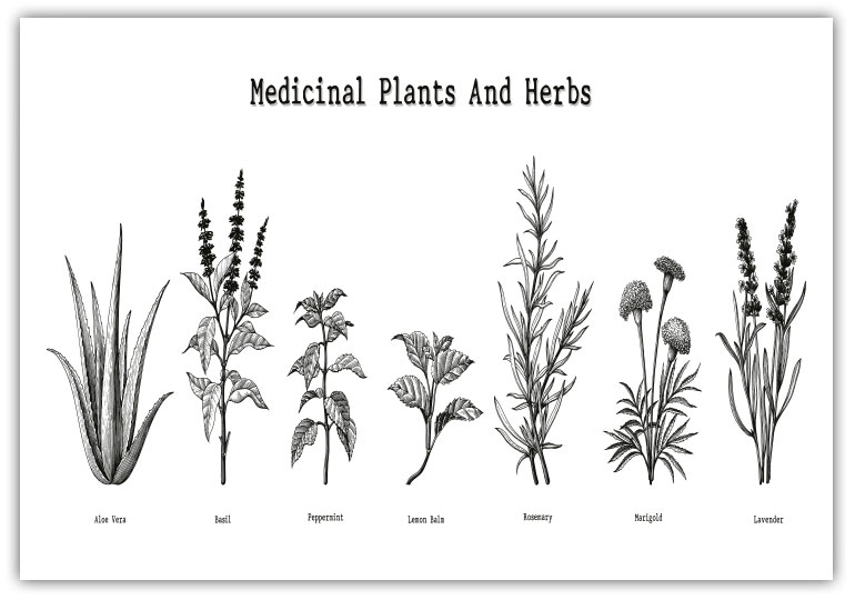 MEDICIAL PLANTS and HERBS Poster