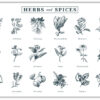 HERBS and SPICES Poster