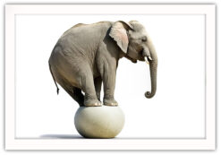 Alternative view of Elefant på boll, poster