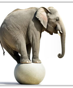 Elefant på boll, poster