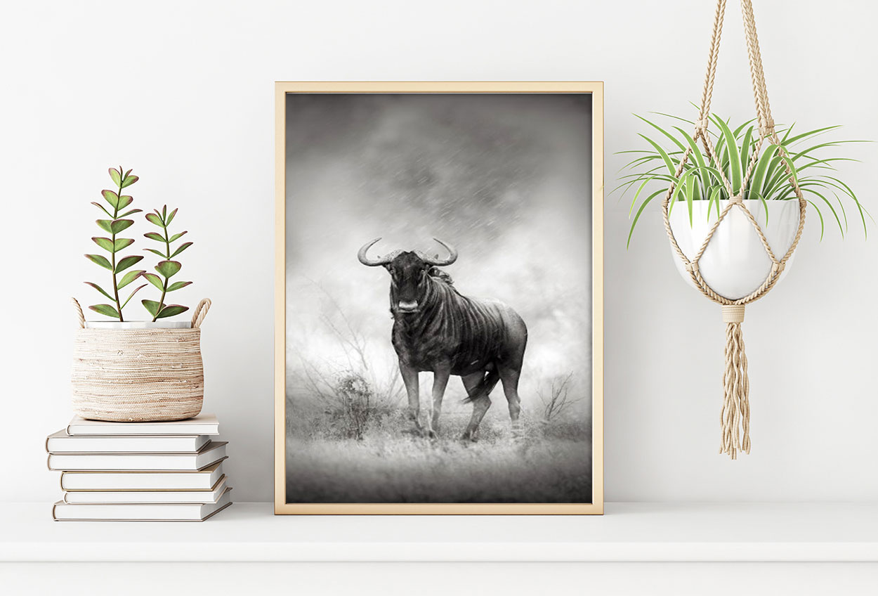 BUFFALO poster 50x70cm