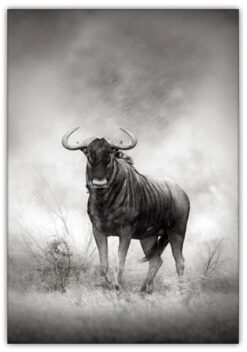 Alternative view of BUFFALO poster 50x70cm