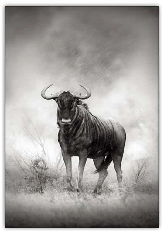 BUFFALO poster 50x70cm - Bild 2