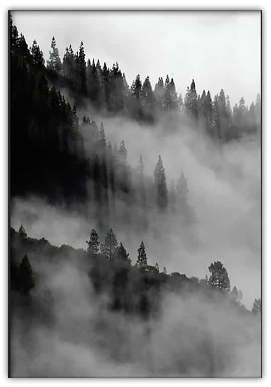 SKOG I DIMMA poster 50x70cm - Bild 2