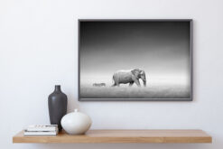ELEFANT & ZEBRA poster 50x70cm