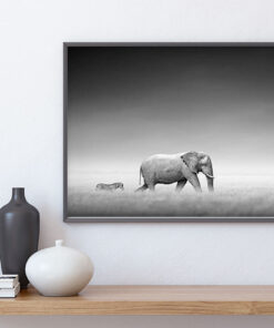 ELEFANT & ZEBRA poster (Lager)