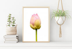 TULPAN poster 50x70cm