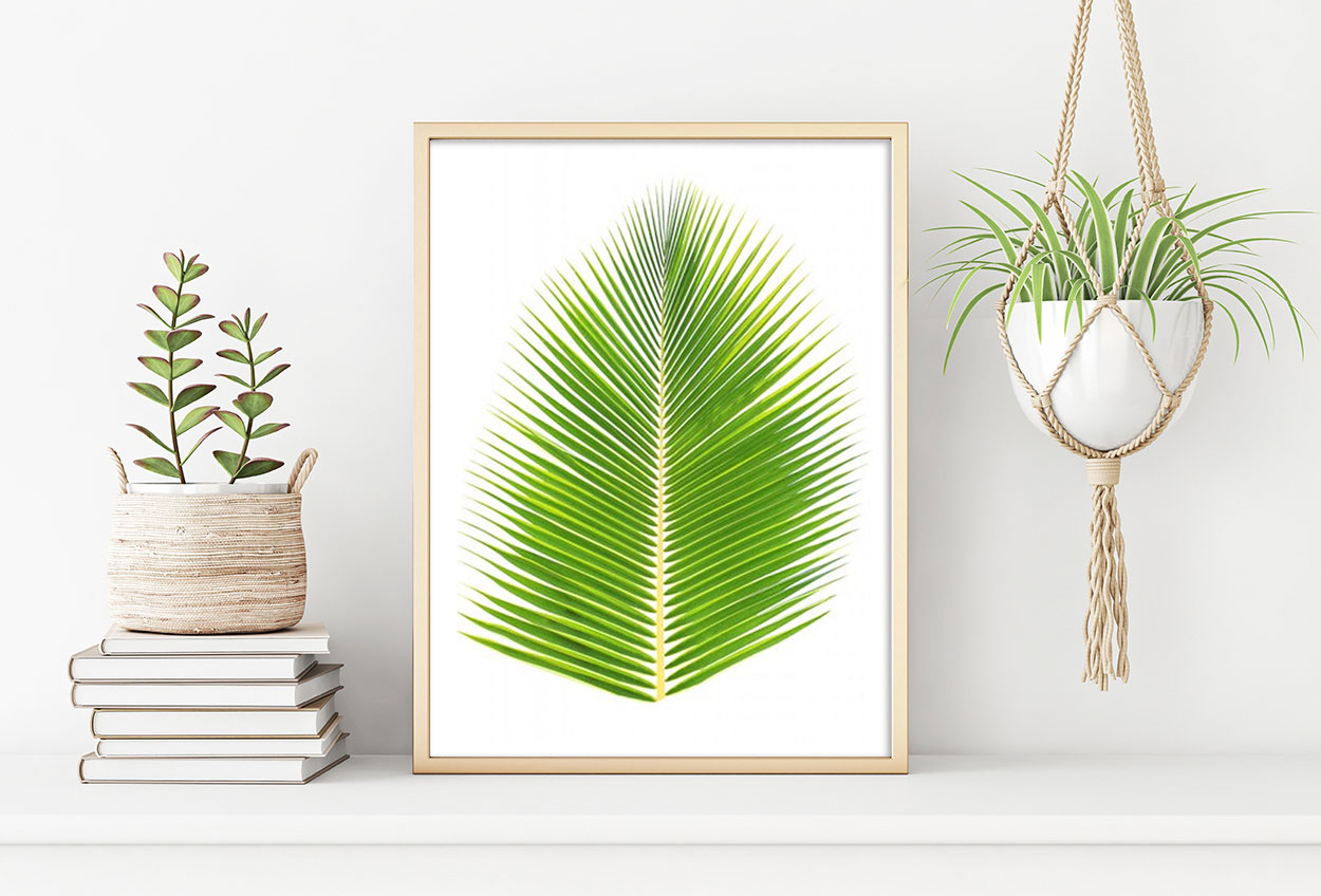 PALMBLAD poster 50x70cm