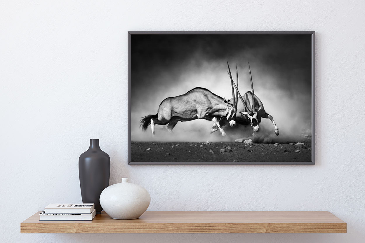 GEMSBOCKAR poster 50x70cm