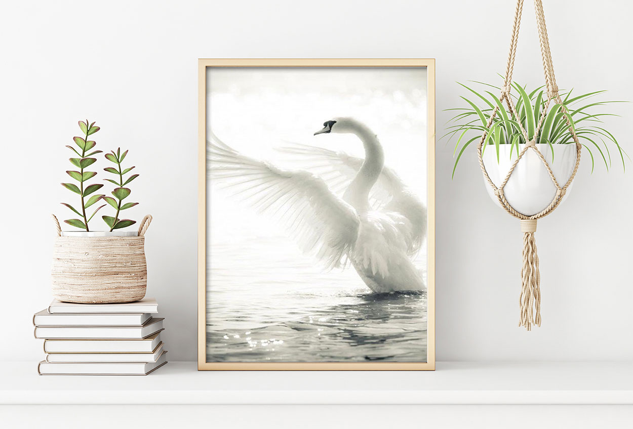 DANSANDE SVAN poster 50x70cm