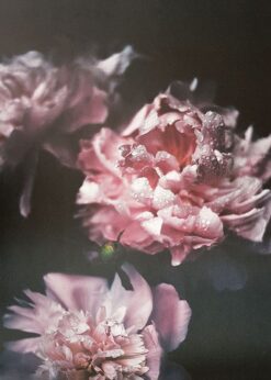 Alternative view of DAHLIOR poster 50x70cm