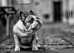 Alternative view of BULLDOG poster 50x70cm
