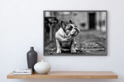 BULLDOG poster 50x70cm