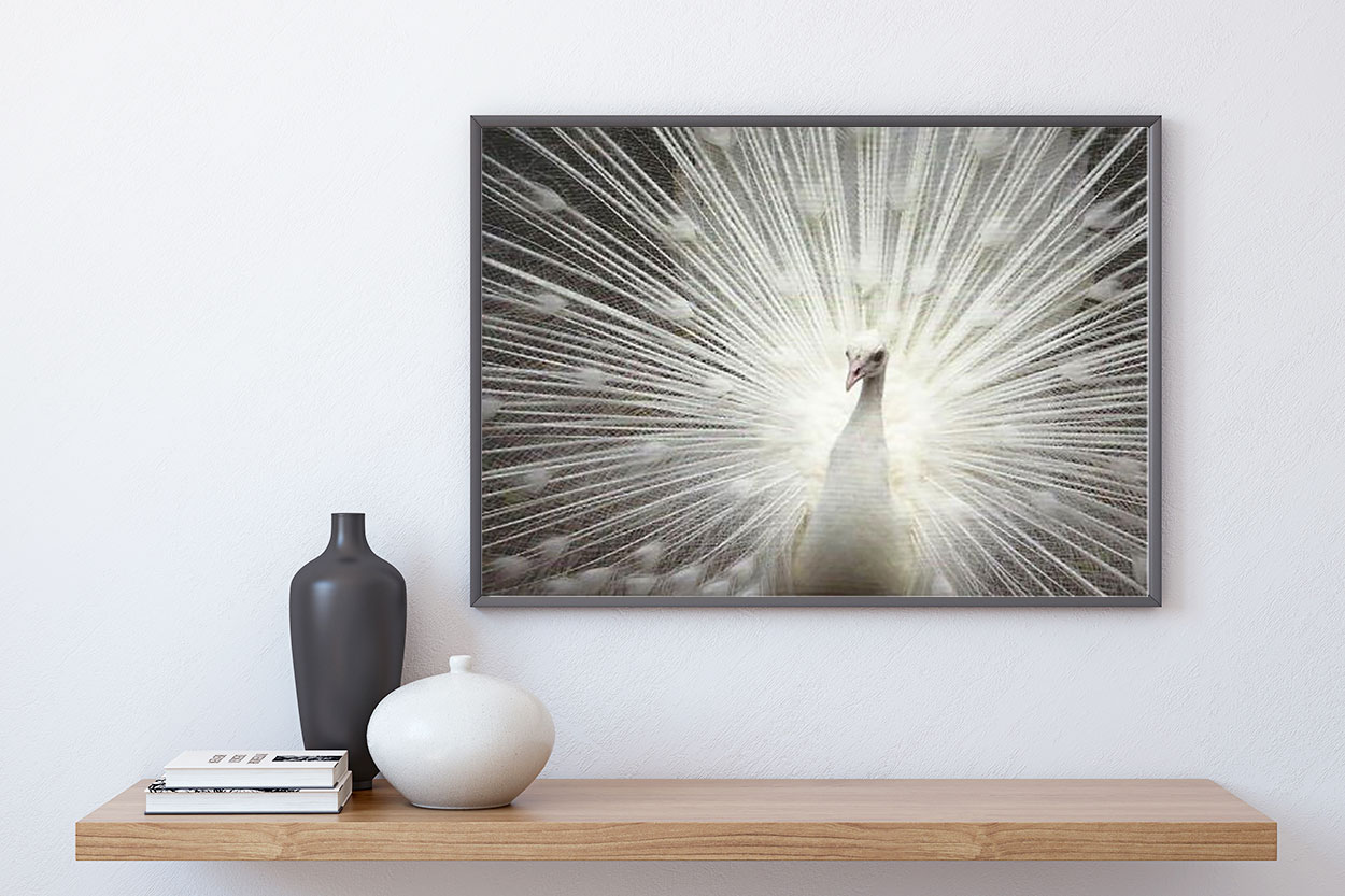 PÅFÅGEL poster 50x70cm