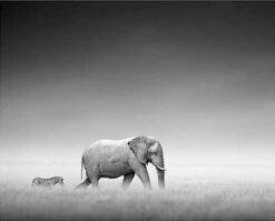 Alternative view of ELEFANT & ZEBRA poster 50x70cm