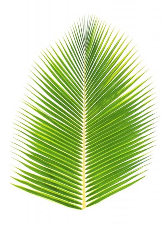 PALMBLAD poster 50x70cm - Bild 2