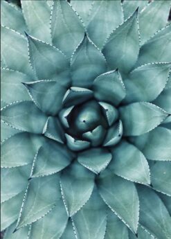 Alternative view of AGAVE BLAD poster 50x70cm